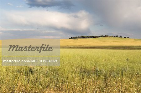 Pasture, Utah, USA