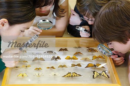 Élèves à examiner la Collection d'insectes