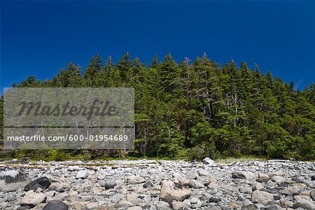 Forêt et estran rocheux, Cortes Island, en Colombie-Britannique, Canada