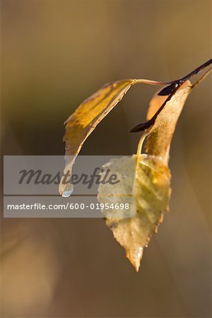 Feuilles de bouleau, Mer Bleue Bog, Ottawa, Ontario, Canada