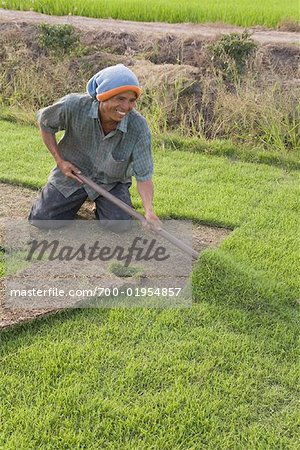 Homme travaillant sur Turf Farm, Thaïlande