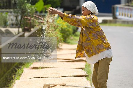 Frau trocknen Reis, Dieng Plateau, Zentral-Java, Java, Indonesien