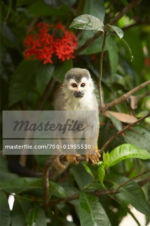 Monkey Tree, Parc National Manuel Antonio, Province de Puntarenas, Costa Rica