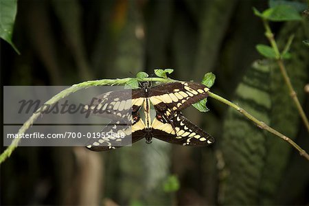 Zwei Schmetterlinge auf Zweig