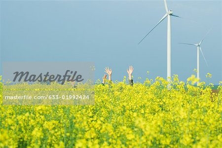 Zwei Sätze von Händen steigt aus Raps, Windkraftanlagen im Hintergrund