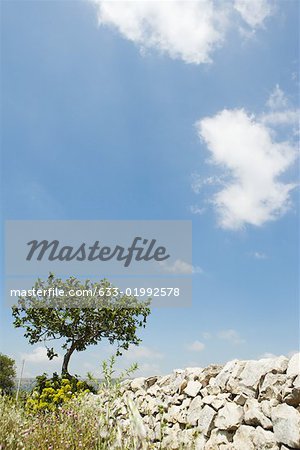 Low stone wall and tree, low angle view