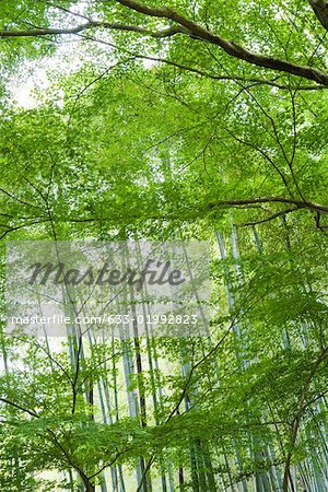 Arbres et plus en plus dans la forêt de bambou
