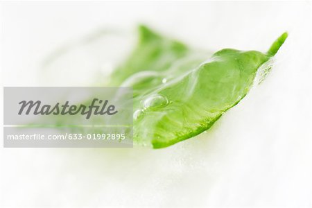 Sliced aloe vera leaf and gel, close-up