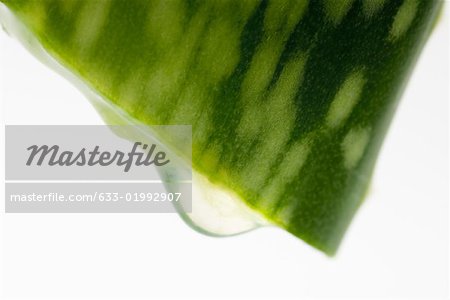 Aloe vera slice, extreme close-up