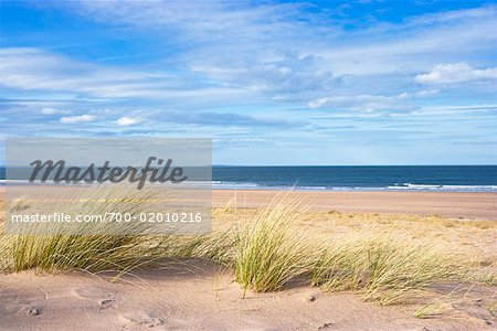 Dune Grass on Beach, East Lothian, Scotland, United Kingdom