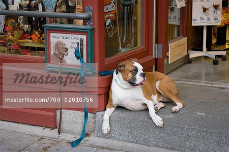 Chien ligoté devant le magasin, Quebec City, Quebec, Canada