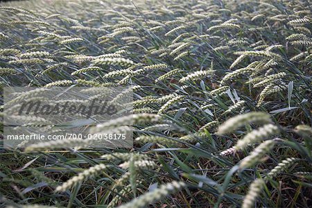 Close-up of Plants on Farm, Brook, Mecklenburg-Vorpommern, Germany