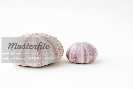 Dried sea urchin shells
