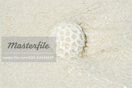 Coral washed up in surf, close-up