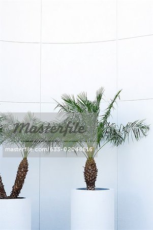 Potted palm trees