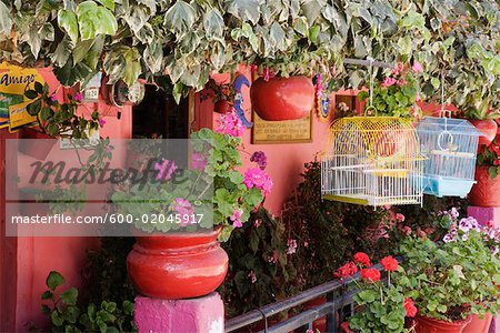 Pflanzen auf der Veranda, Angangueo, Michoacan, Mexiko