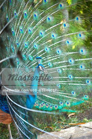 Peacock, Riviera Maya, Mexique