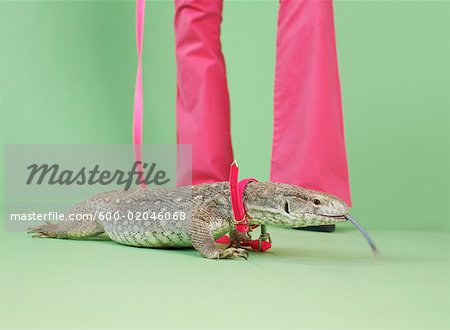 Pet Lizard on a Leash