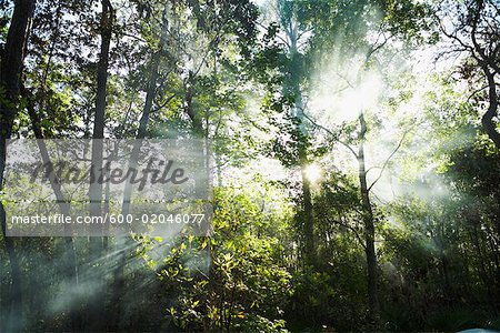 Stephen C. Foster State Park, Okefenokee Swamp Park, Georgia, USA