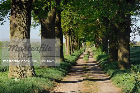 Bordée d'arbres Country Road, Mecklembourg-Poméranie occidentale, Allemagne