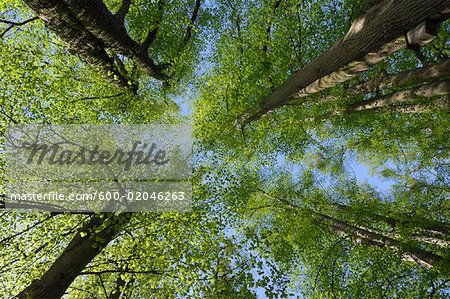 Faible vue d'angle des arbres dans la forêt