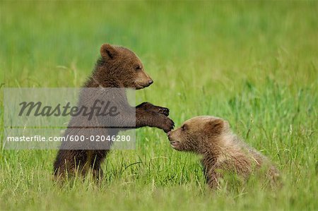 Two Brown Bear Cubs Playing in Meadow