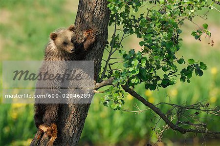 Jeune ours brun arbre d'escalade