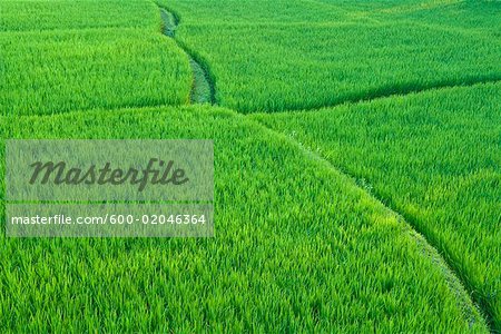 Rice Fields Near Ubud, Bali, Indonesia