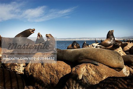 Sea Lions, North California, California, USA