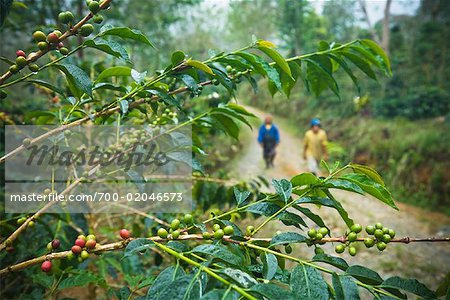 Kaffee-Pflanze, Mandailing Estate Kaffee-Plantage, Sumatra, Indonesien