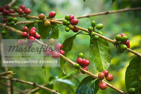 Usine de café, Mandailing Estate Coffee Plantation, Sumatra, Indonésie