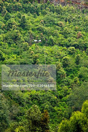 Vue d'ensemble de Mandailing Estate Coffee Plantation, Sumatra, Indonésie