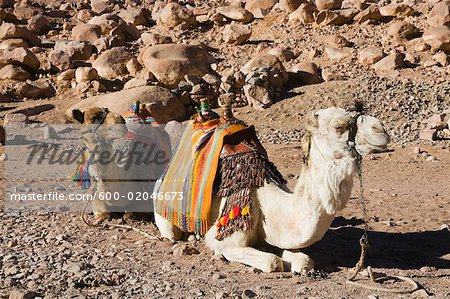 Camels, Mount Sinai, Sinai, Egypt