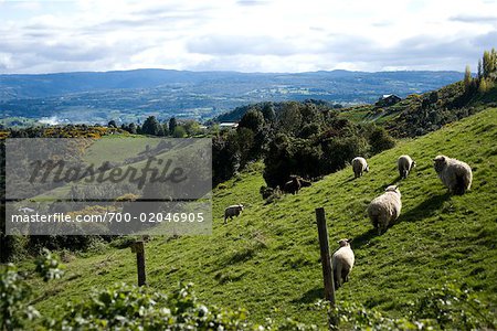 Sheep Grazing on Hillside, Chiloe Island, Chile