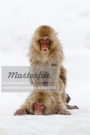 Macaques japonais, Jigikudani Onsen, Nagano, Japon