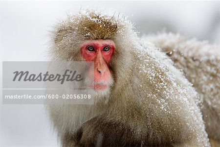 Portrait de Macaque japonais, Jigokudani Onsen, Nagano, Japon