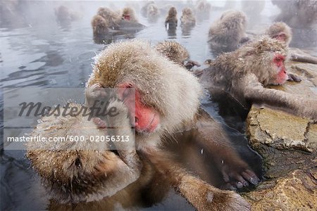 Japanese Macaques Grooming in Jigokudani Onsen, Nagano, Japan