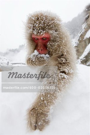 La recherche de nourriture pour se nourrir, Macaque japonais Jigokudani Onsen, Nagano, Japon