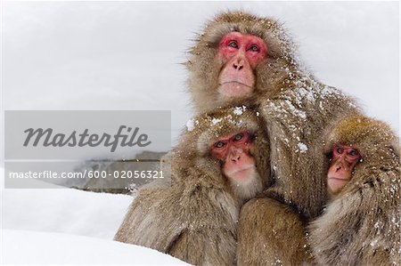 Portrait de Macaques japonais, Jgokudani Onsen, Nagano, Japon