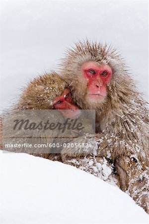 Japanese Macaques, Jigokudani Onsen, Nagano, Japan