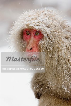 Portrait de Macaque japonais, Jigokudani Onsen, Nagano, Japon