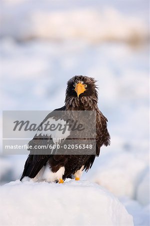 Sea Eagle, canal de Nemuro, péninsule de Shiretoko, Hokkaido, Japon de Steller