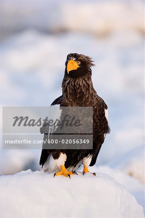 Steller's Sea Eagle, Nemuro Channel, Shiretoko Peninsula, Hokkaido, Japan