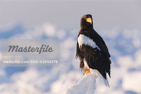 Portrait of Steller's Sea Eagle, Nemuro Channel, Shiretoko Peninsula, Hokkaido, Japan