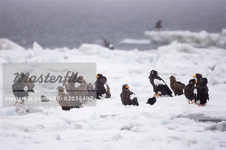 Steller's Sea Eagles on Ice Floe, Nemuro Channel, Shiretoko Peninsula, Hokkaido, Japan