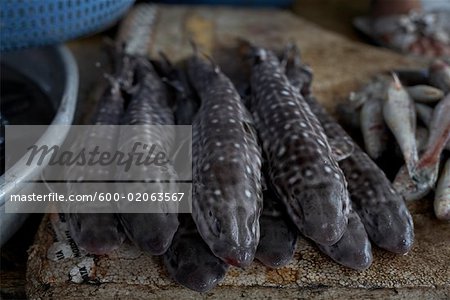 Poisson, marché de Duong Dong, Duong Dong, Phu Quoc, Vietnam