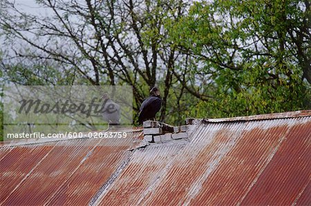 Vultures on Old, Barn Roof, Tennessee, USA