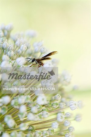 Wasp on allium blossom, close-up