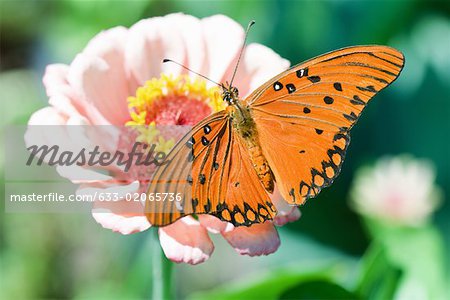 Gulf Fritillary butterfly on flower
