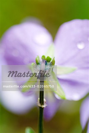 Pansy, close-up of stem